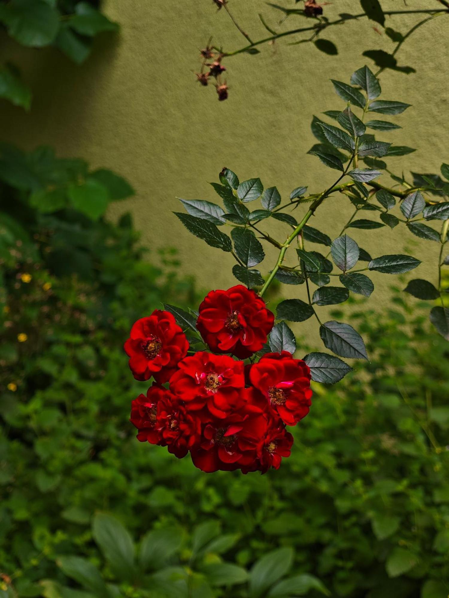 Vintage Room With Garden View Bratislava Bagian luar foto